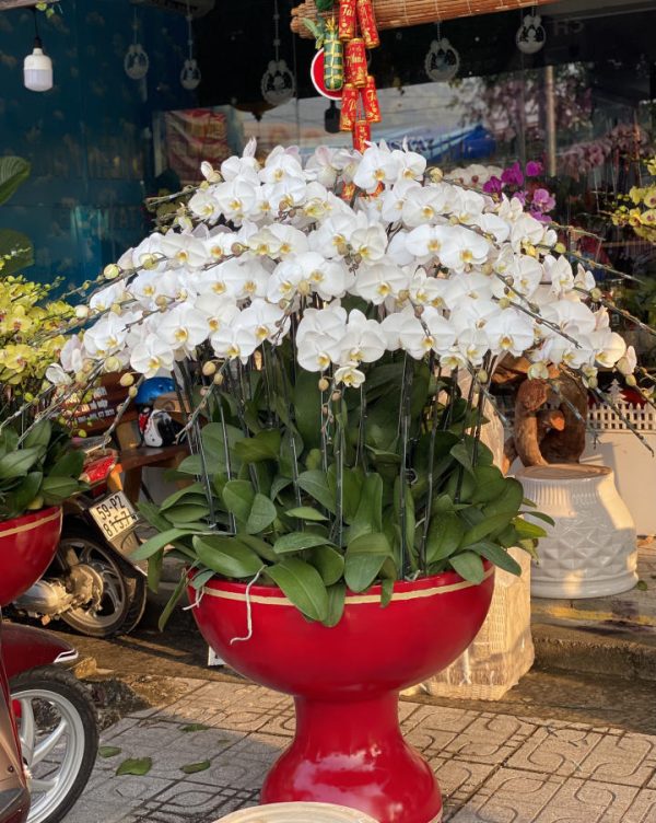 Chậu lan hồ điệp - 20