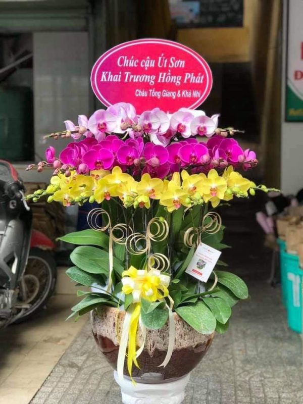 Chậu lan hồ điệp - 22
